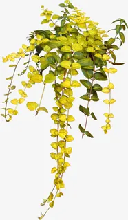 黄绿色清新树丛装饰图案免抠