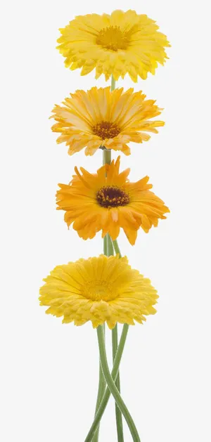 多品种金盏花免抠