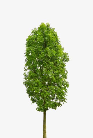 绿色春天植物大树免抠动植物植物元素