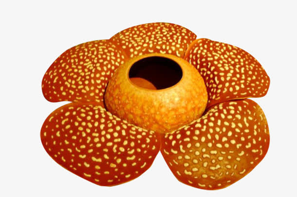 橘色的霸王花免抠