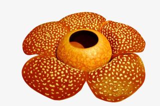 橘色的霸王花免抠