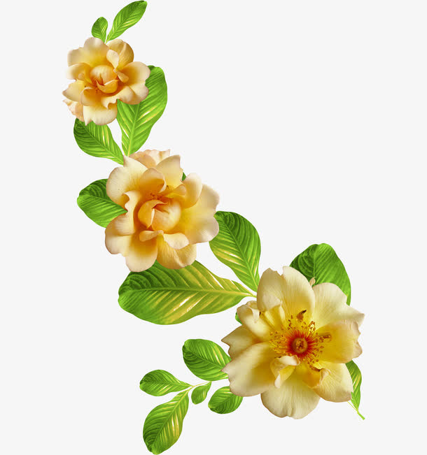 金色茶花免抠