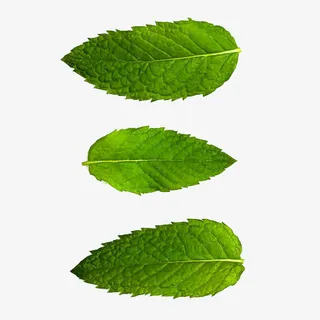 绿色薄荷叶摄影免抠 绿色薄荷叶摄影免抠