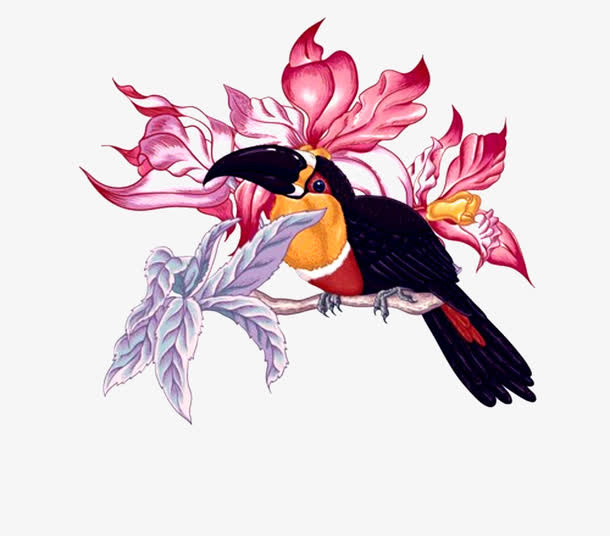 花鸟免抠