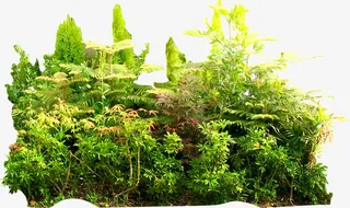 热带丛林绿色夏天免抠