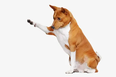 可爱的狗狗透明图免抠