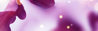 紫色花瓣唯美珠宝背景banner高清