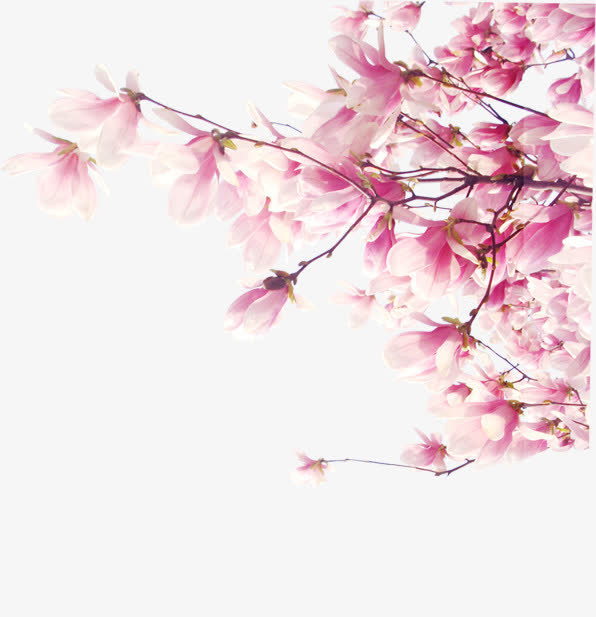 粉色梦幻古典花朵树枝免抠