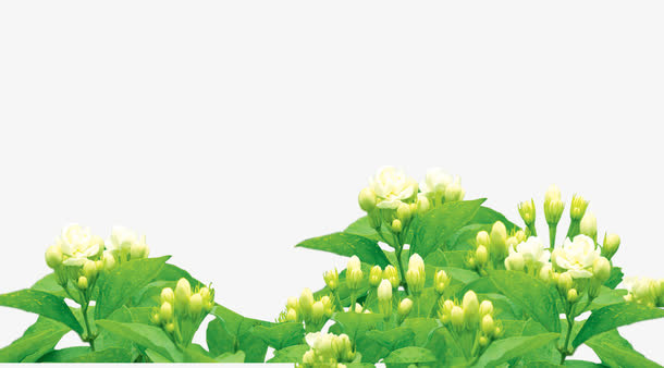 白色花苞茉莉免抠素材免抠