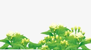 白色花苞茉莉免抠素材免抠