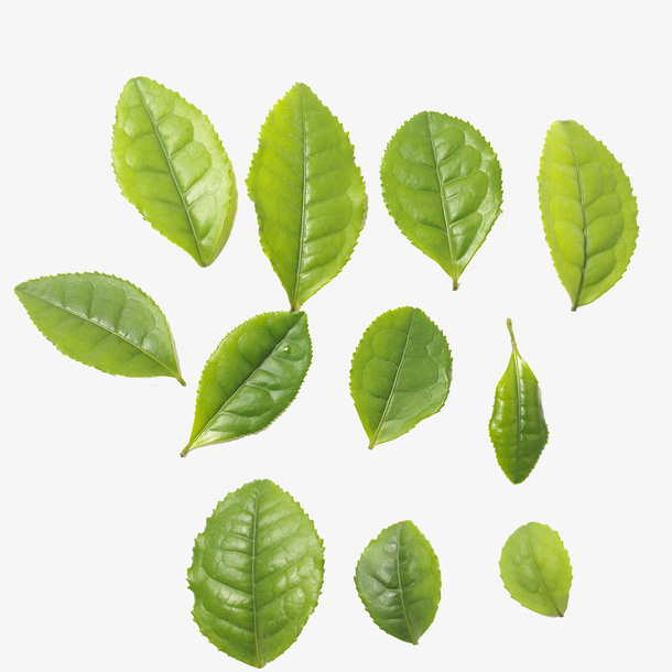 茶叶绿叶免抠