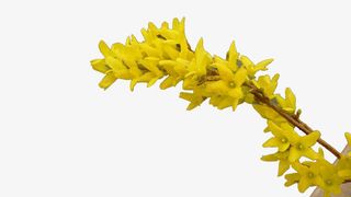 树枝上的月见草图片素材免抠