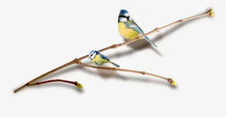 树枝上的鸟免抠