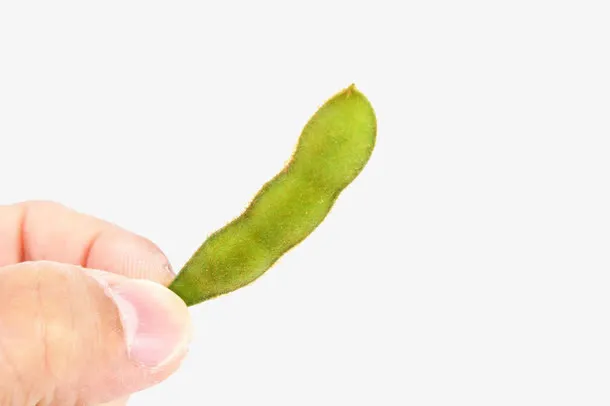 手拿黄豆荚子免抠