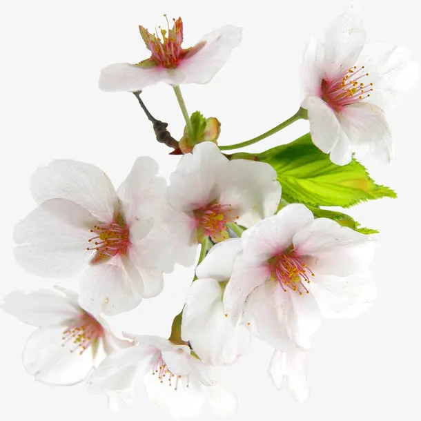 春天粉白色花朵装饰免抠
