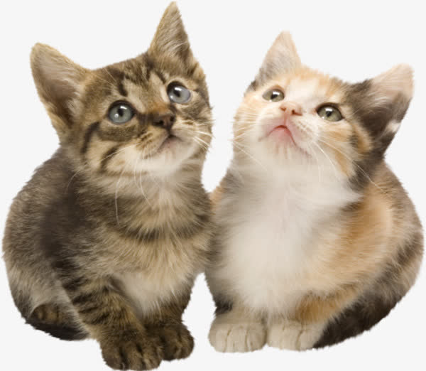 两只猫咪免抠