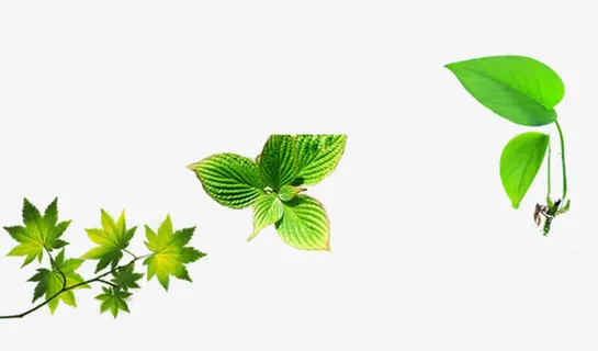 绿叶树枝装饰图片免抠