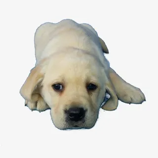 趴着的狗狗免抠