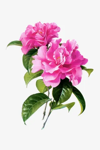 紫色喜庆花免抠