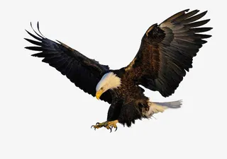 老鹰老鹰老鹰鹰鹰鹰免抠