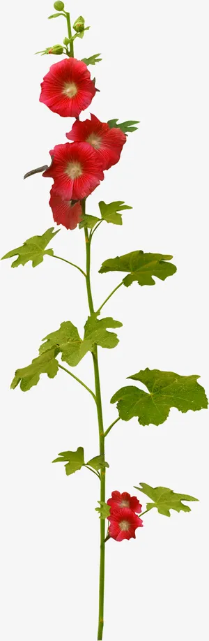 花草标签手绘装饰免抠