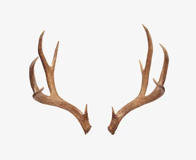 可爱的鹿角免抠