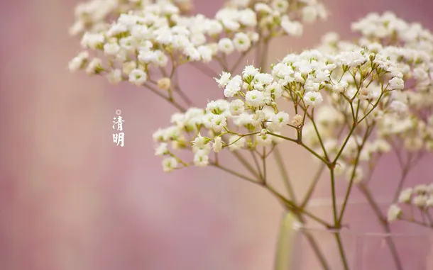 春天 四月 清明节 青团 海报 背景 8