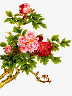 牡丹免抠 牡丹免抠