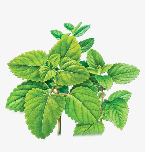 茂密的薄荷叶素材免抠