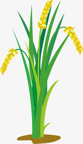 卡通未成熟稻谷免抠