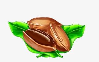 碧根果手绘插画免抠