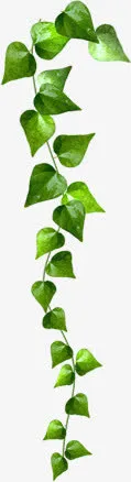 绿色卡通春天藤条植物免抠