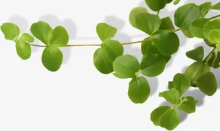 绿树春天树叶美景免抠