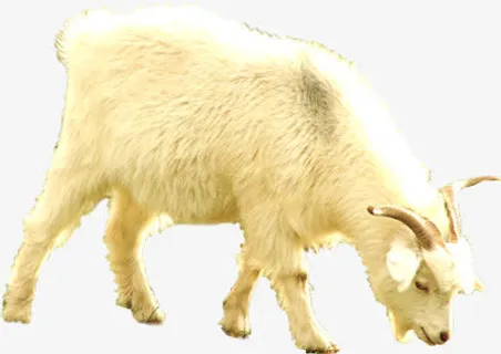 吃草山羊草原哺乳动物免抠