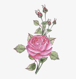 粉色月季花免抠