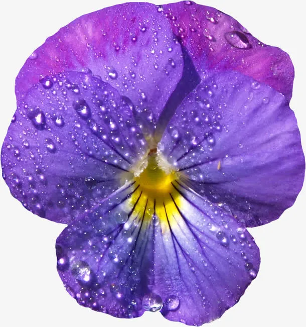 漂亮藏红花水珠免抠