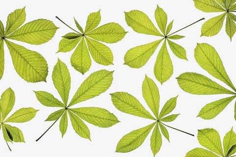 七叶树微距免抠