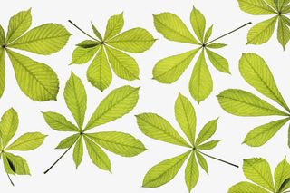 七叶树微距免抠