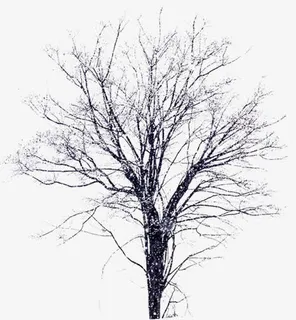 高清创意合成环境渲染效果树枝免抠