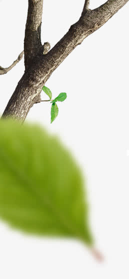 树枝绿叶边角png素材免抠