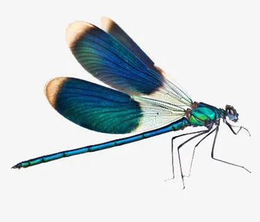 一只蜻蜓免抠 一只蜻蜓免抠