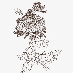 秋菊素描免抠