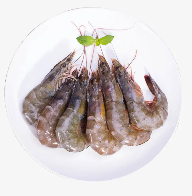 营养南美白对虾PNG免抠