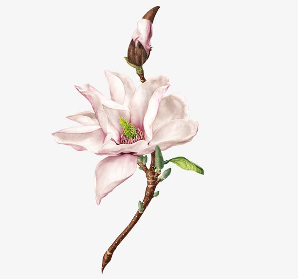 手绘树枝上的白色花卉免抠