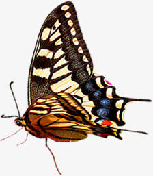 手绘春天蝴蝶美景春季免抠装饰动物元素