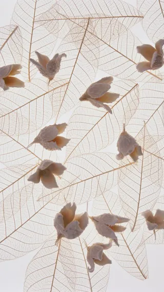 树叶纹理H5背景高清