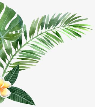 高清海报女装手绘元素叶子免抠