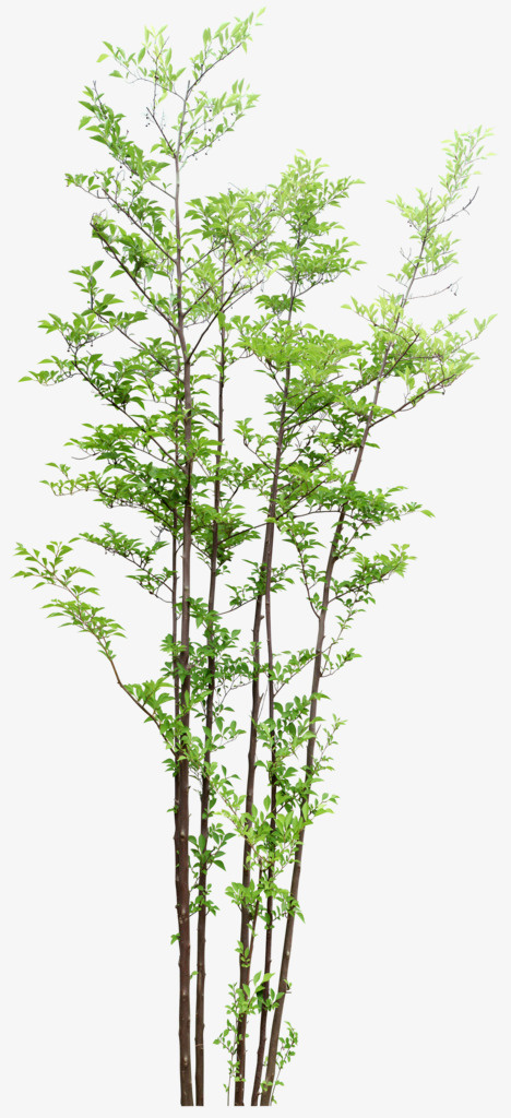 植物树木素材PNG免抠
