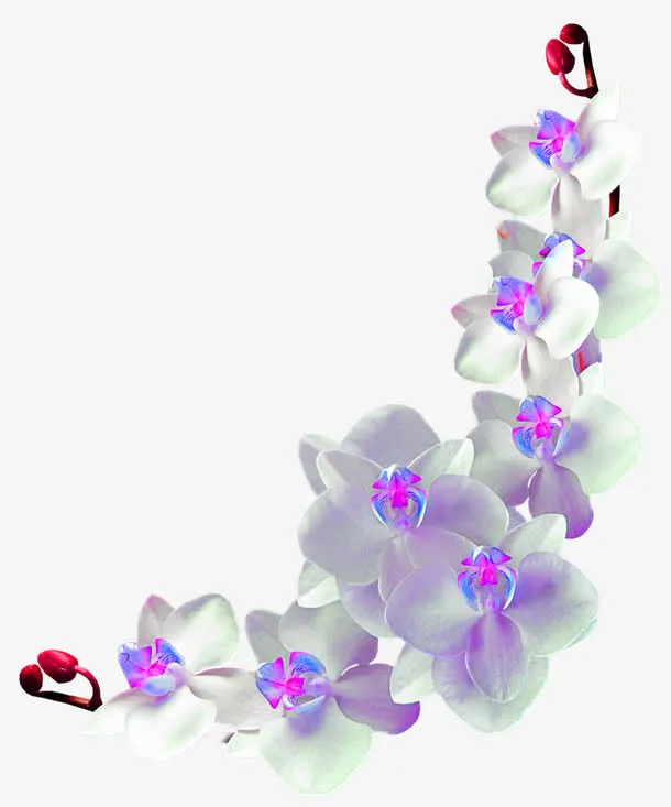 兰花免抠