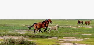 草原上奔腾的马免抠